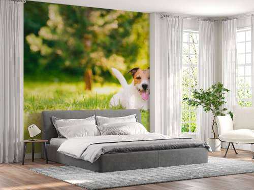 Een vrolijke Jack Russell