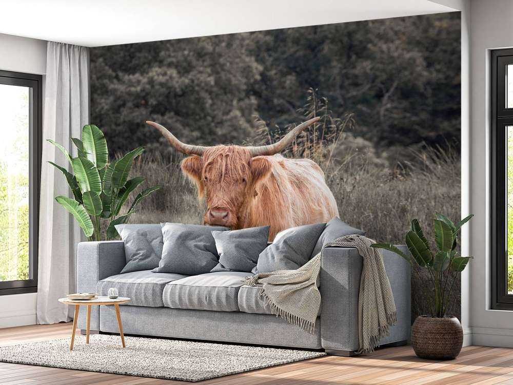 Schotse hooglander in een veld