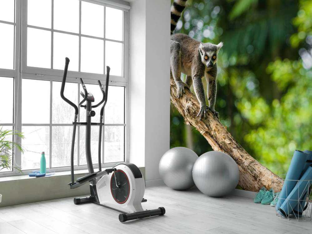 Ringstaart aap in een boom