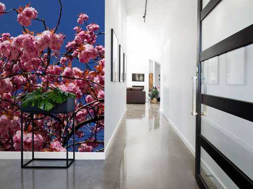 Roze bloesem met blauwe lucht