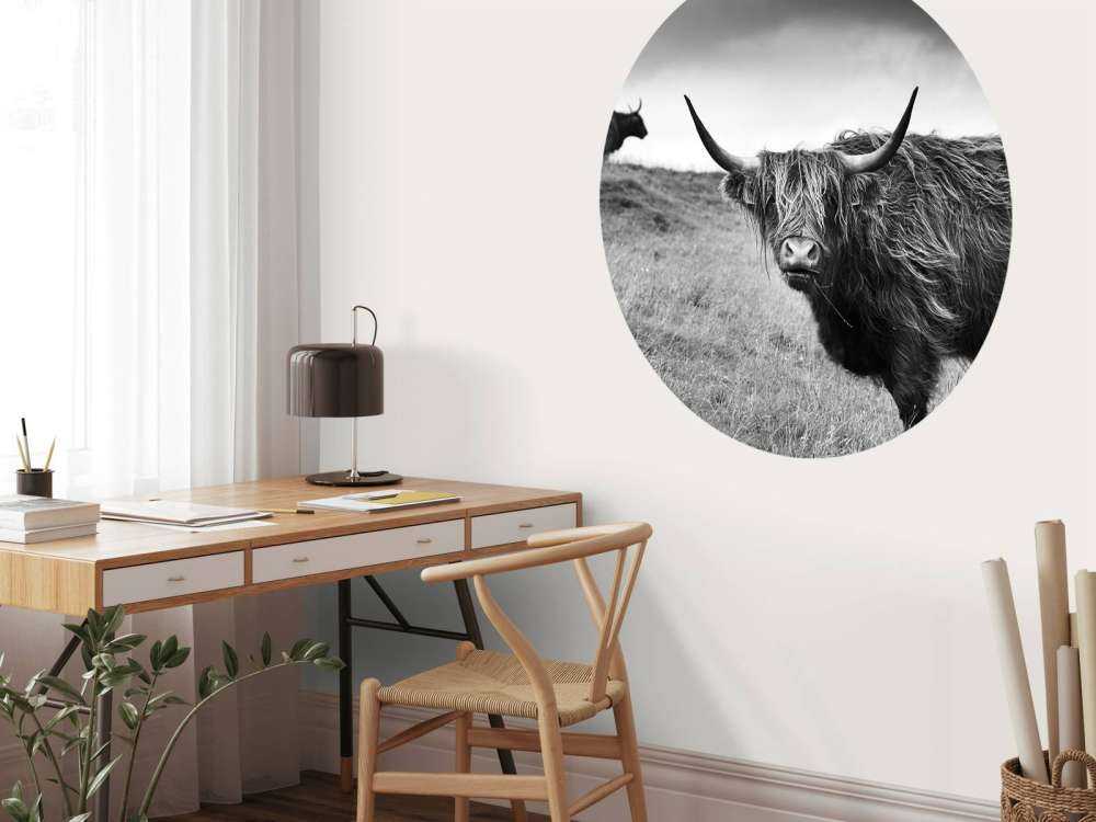 Schotse Hooglanders in zwart-wit