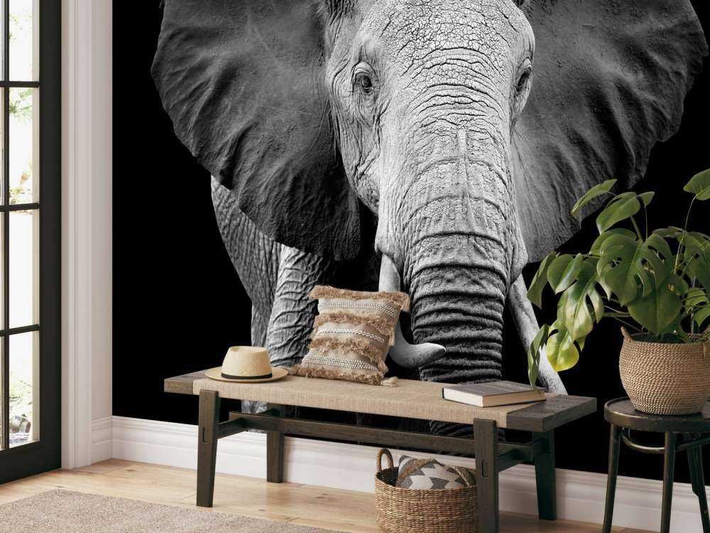 Olifant met een zwarte achtergrond