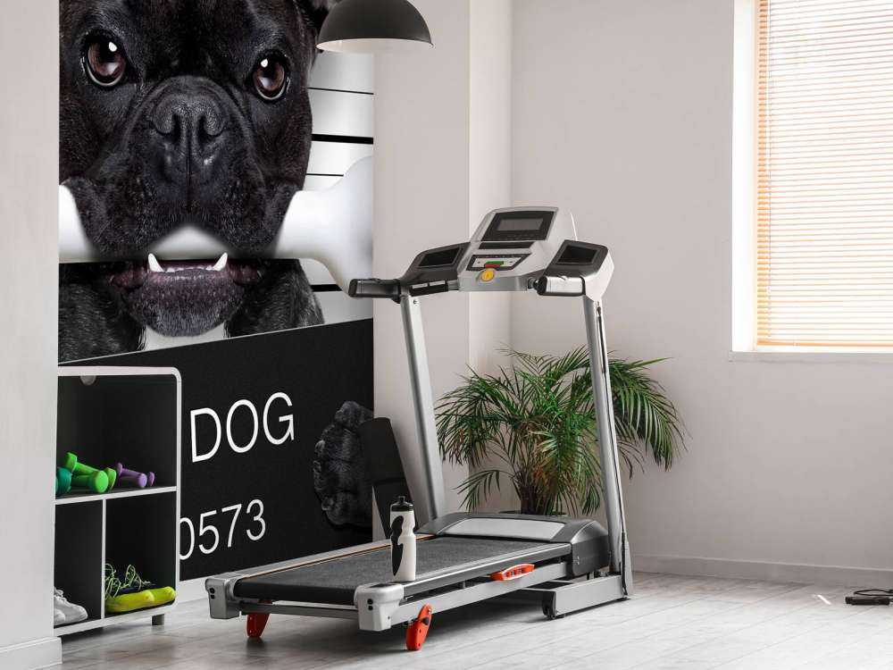 Franse Bulldog in de gevangenis