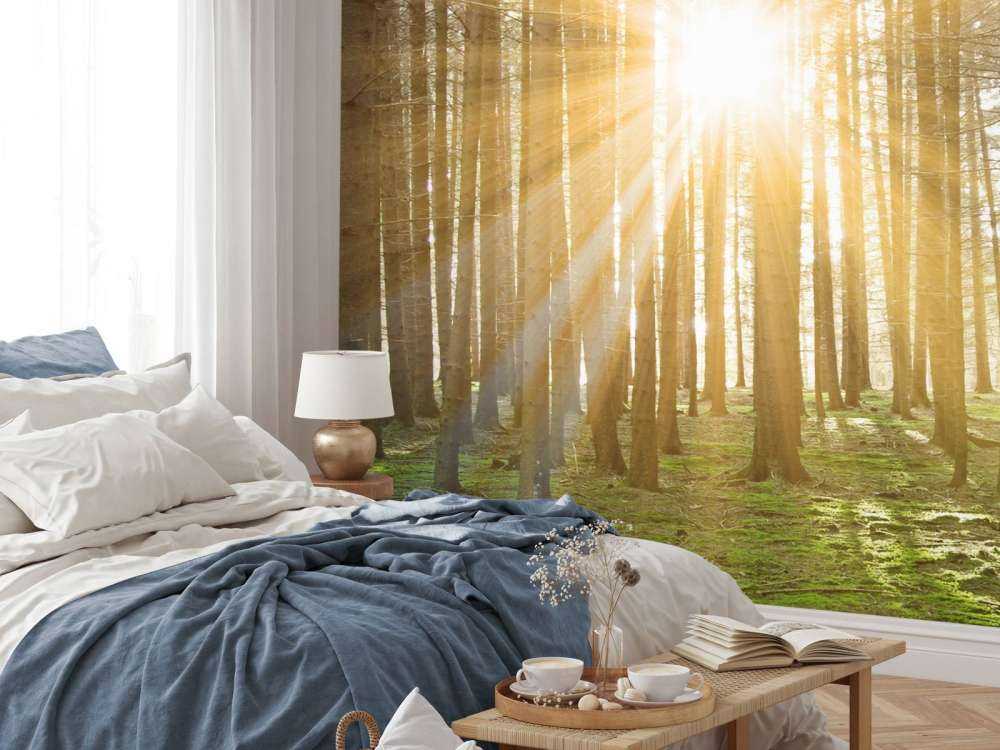 Dennenbos met zonnestralen
