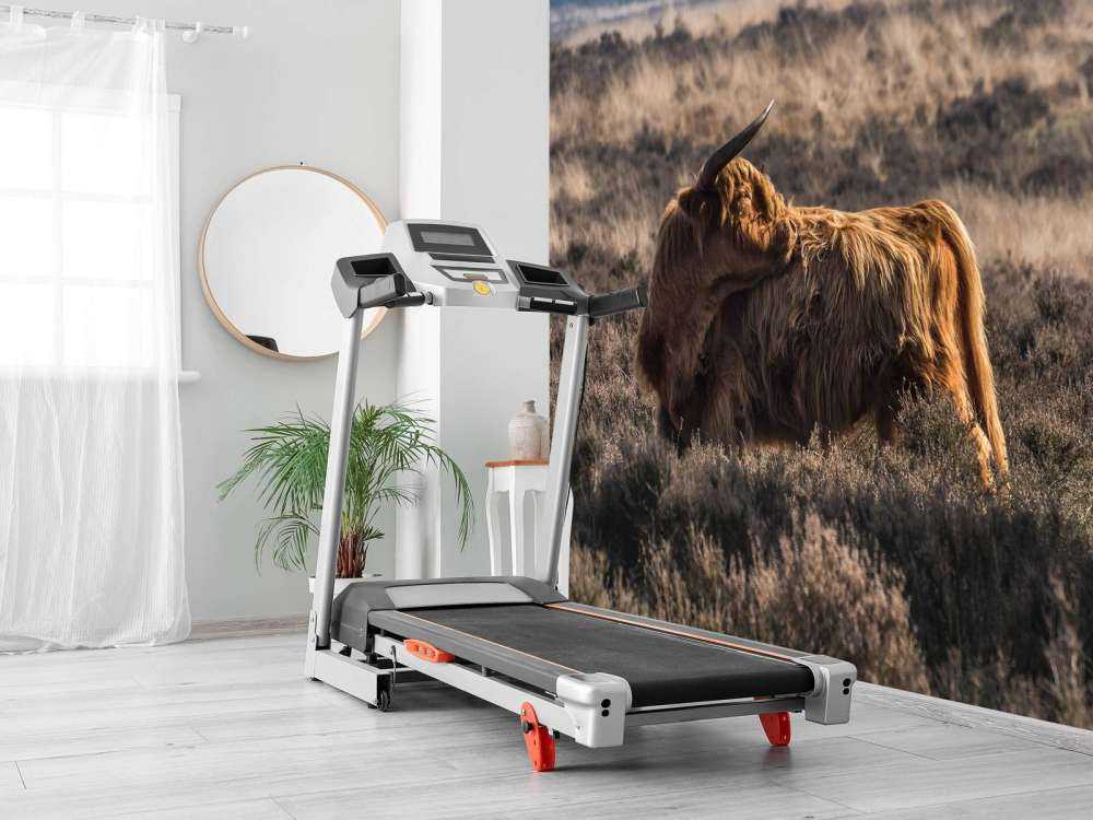 Schotse Hooglander in het wild