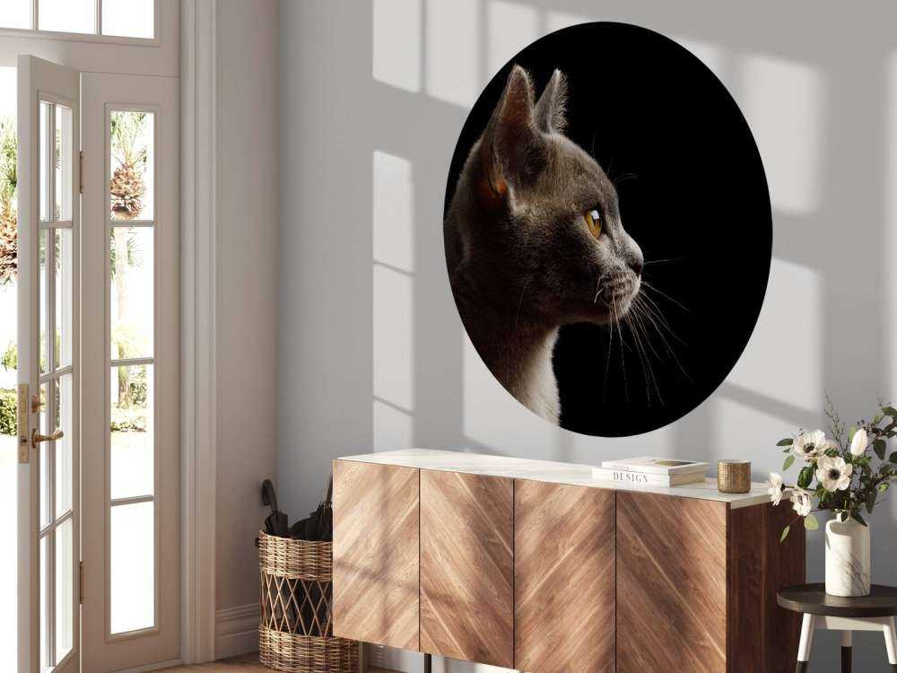 Schattig katje met een zwarte achtergrond