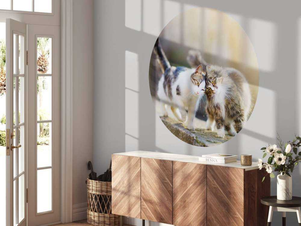 Twee schattige katjes