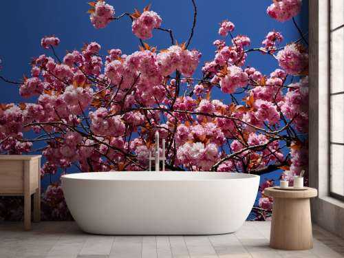 Roze bloesem met blauwe lucht