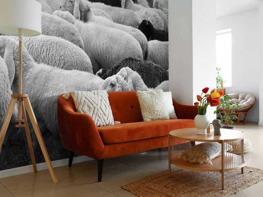 Zwart en witte schapen