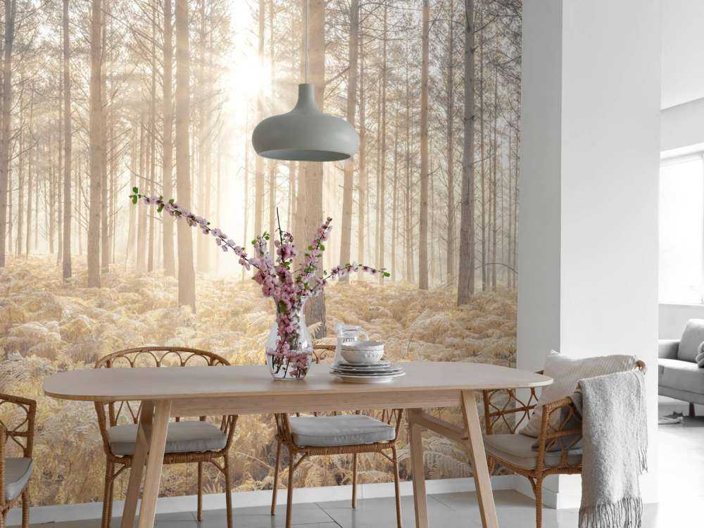 Zonnestralen in het koude bos