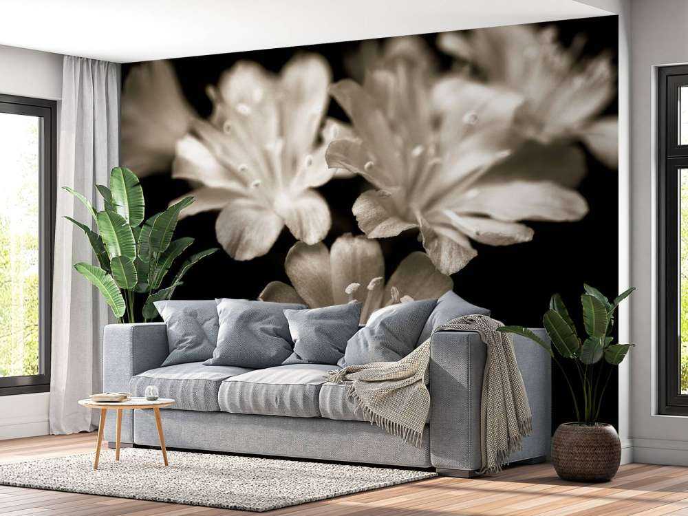 Lewisia bloesem close-up