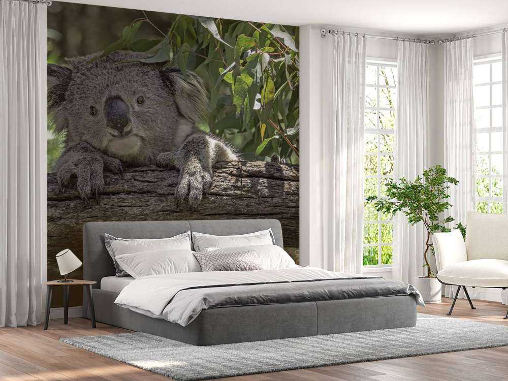 Schattige koala