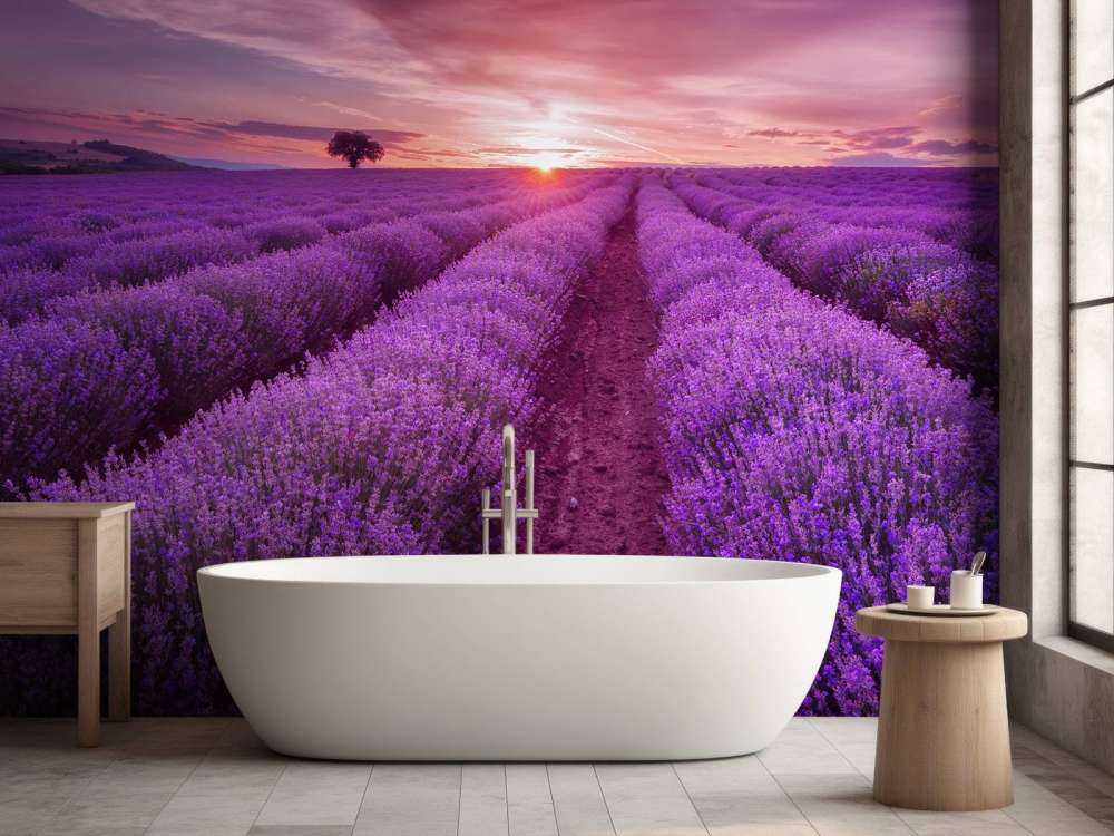 Veld met Lavendel en zon
