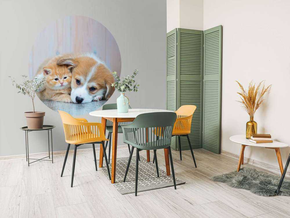 Poezen behang. Foto van een poesje en puppy.