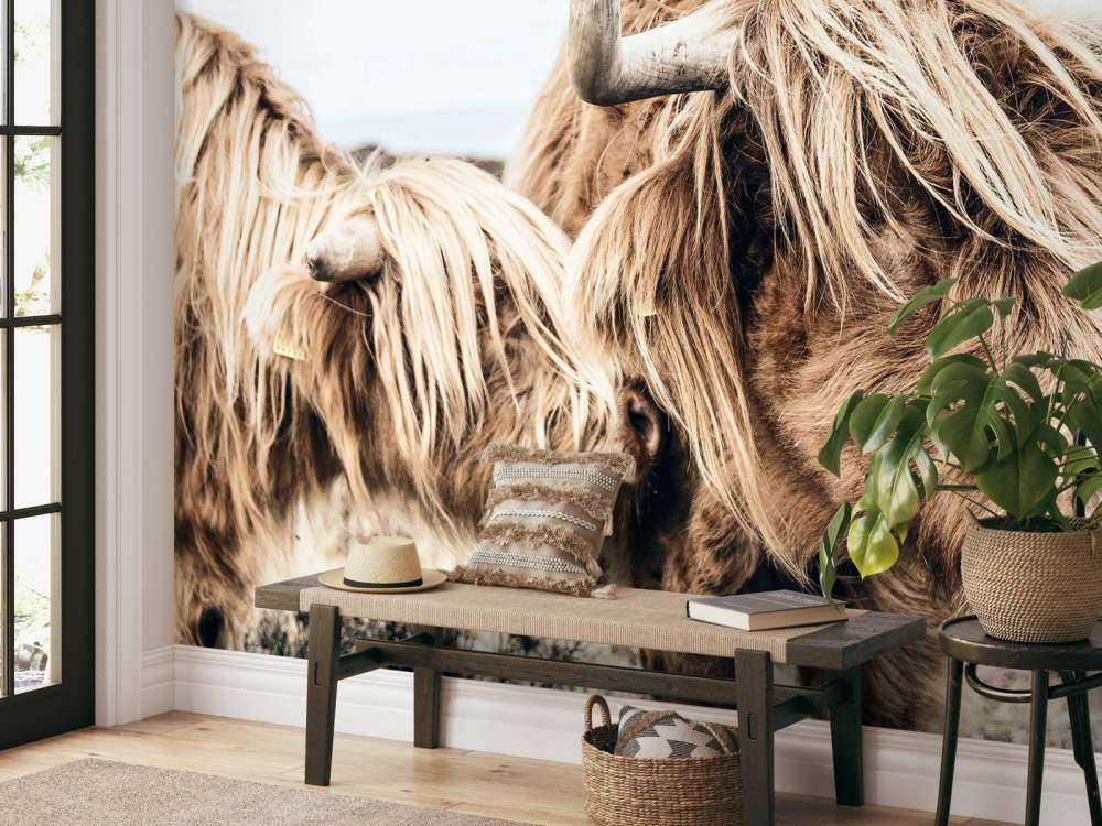 Twee Schotse hooglanders