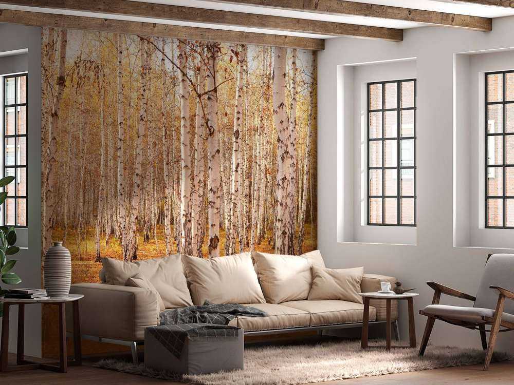 Berkenbomen in de Herfst