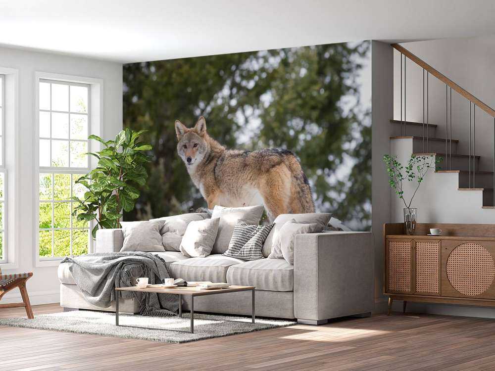 Een coyote in de winter