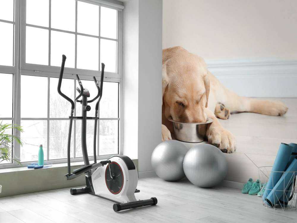 Schattige labrador is aan het eten