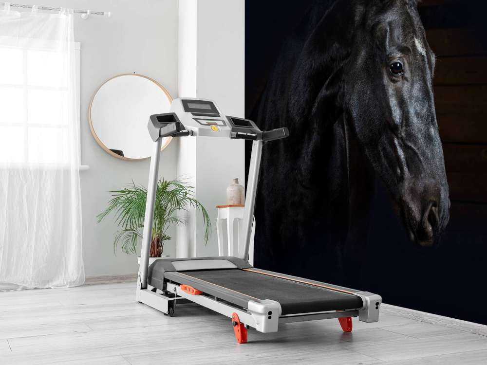 Paard met een donkere achtergrond