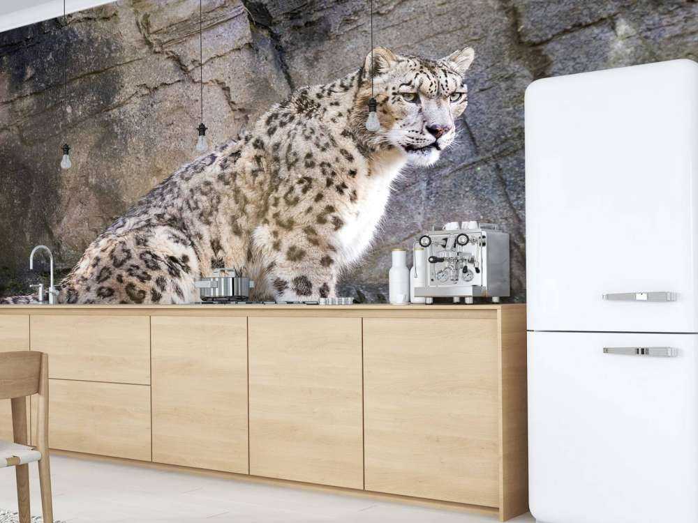 Volwassen sneeuwluipaard op een rots