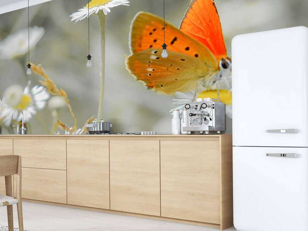 Madeliefjes en oranje vlinder