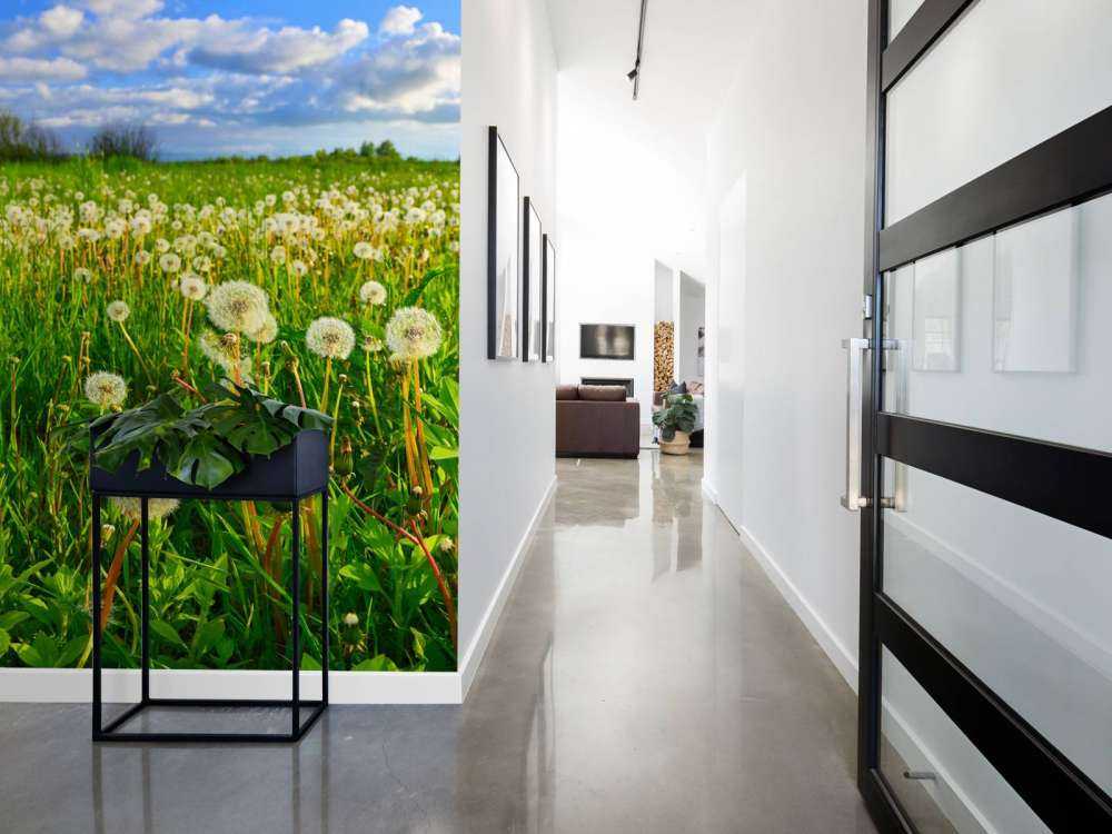 Veld paardenbloemen