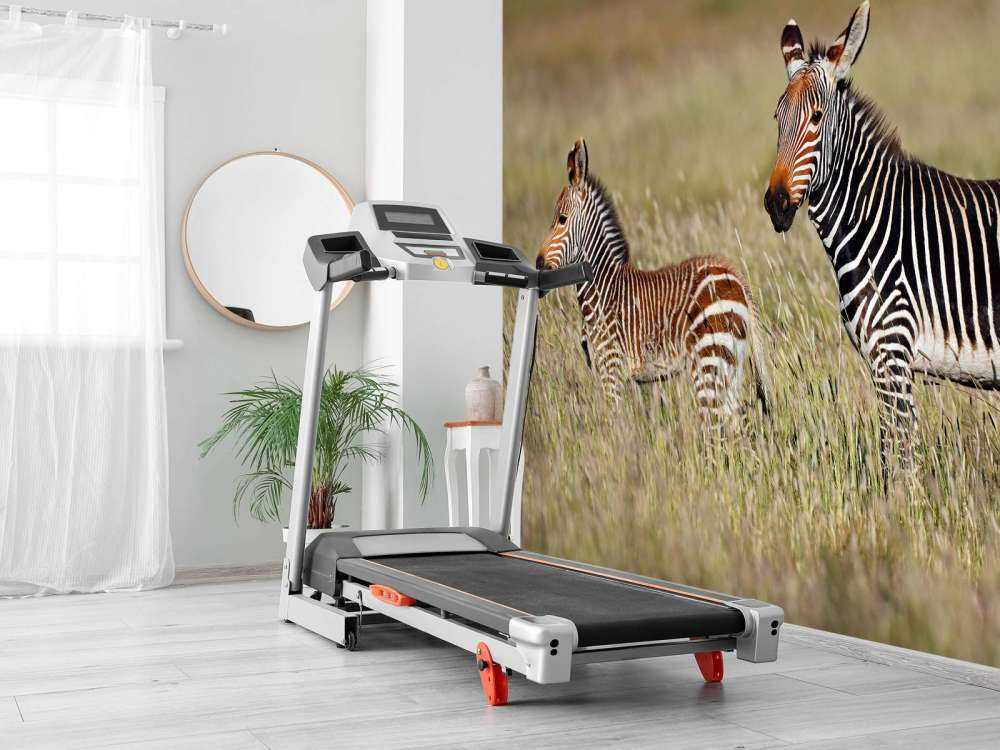 Kaapse bergzebra met een veulentje