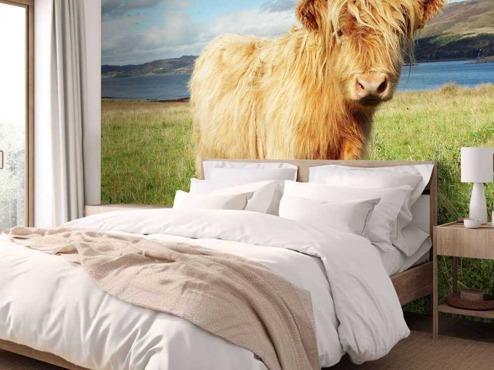 Schotse Hooglander in de natuur