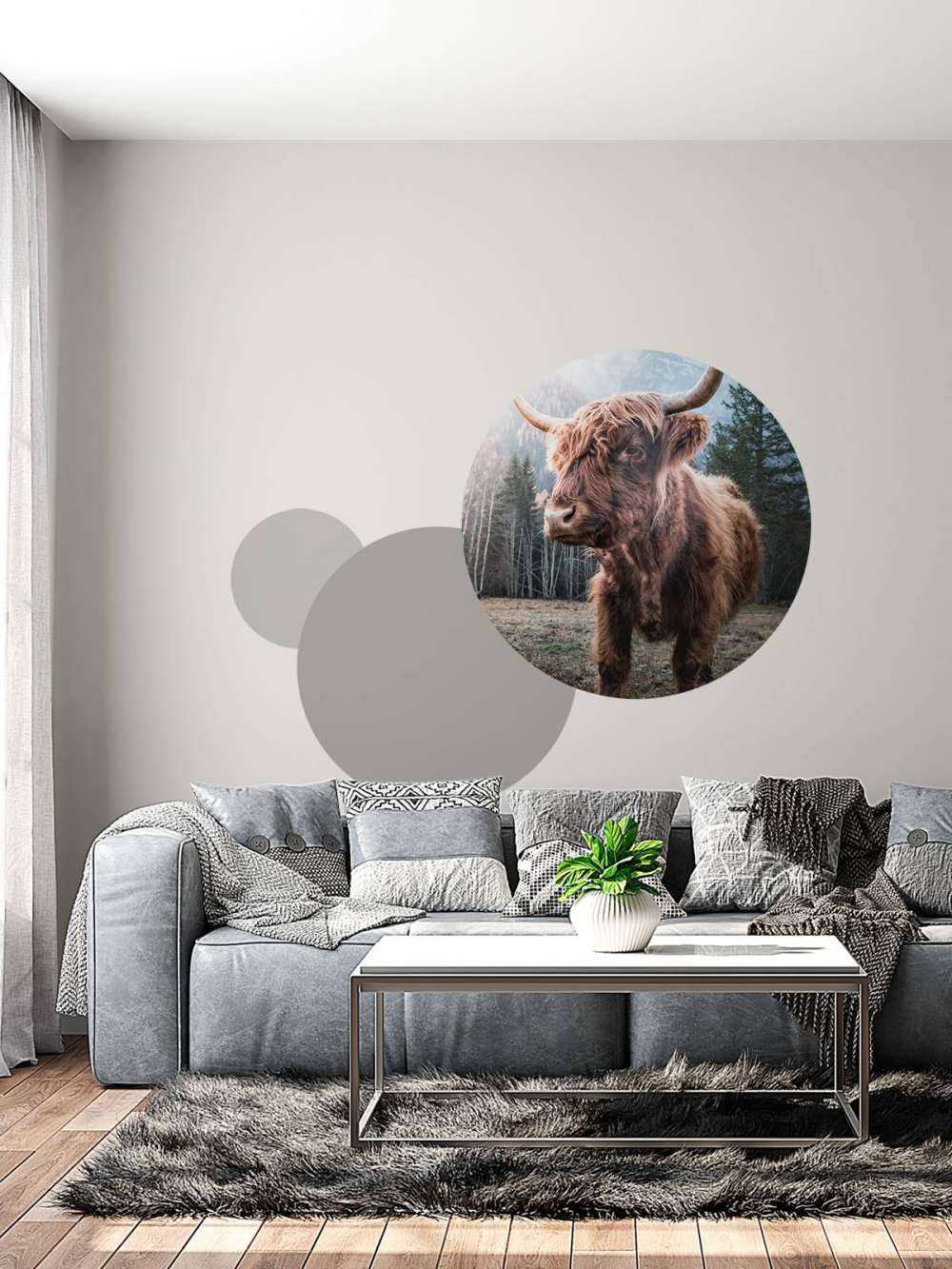 Schotse Hooglander in de ochtend