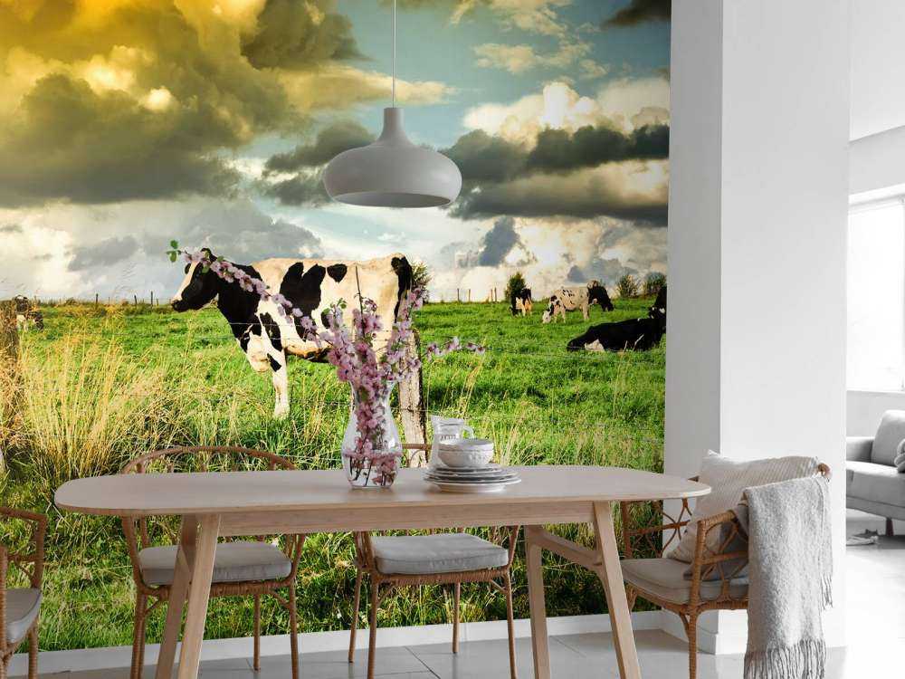 Koe tijdens zonsondergang