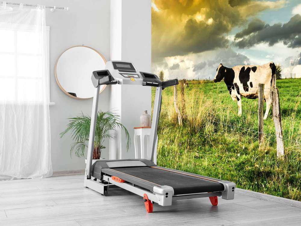 Koe tijdens zonsondergang