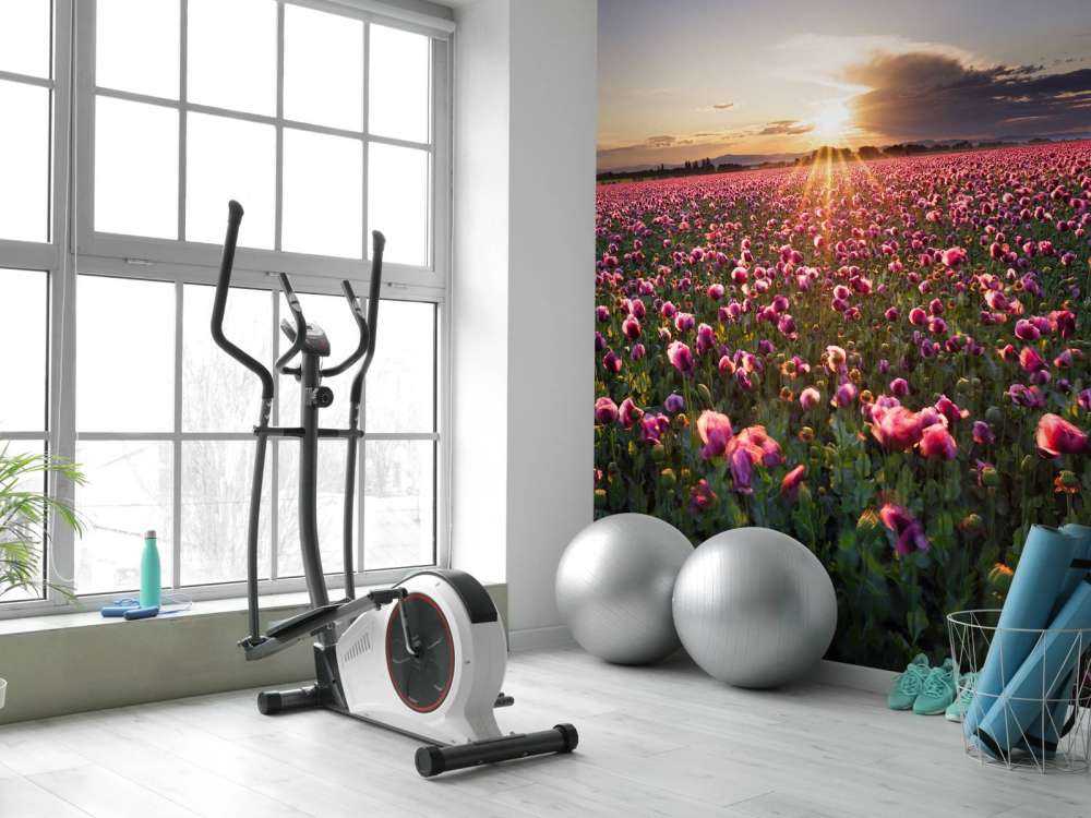 Roze klaprozenveld bij zonsondergang