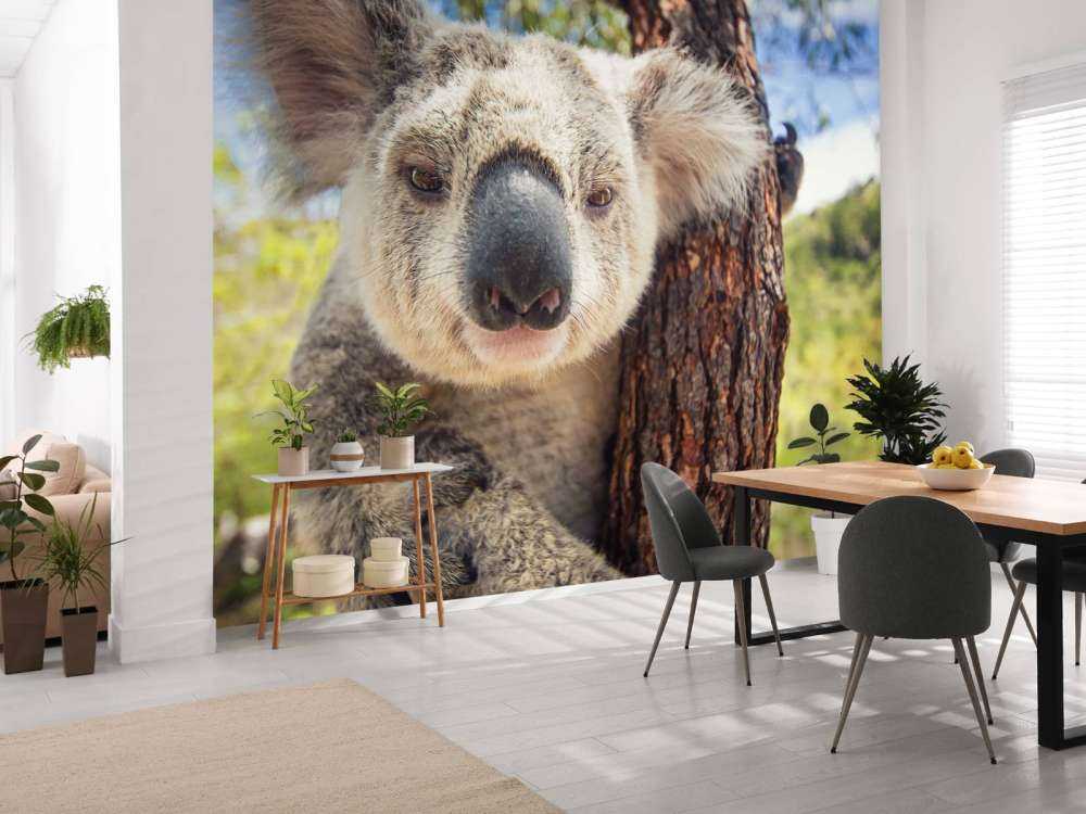 Schattige koala