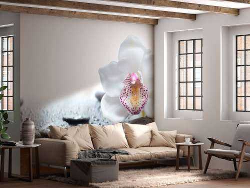 Witte orchidee