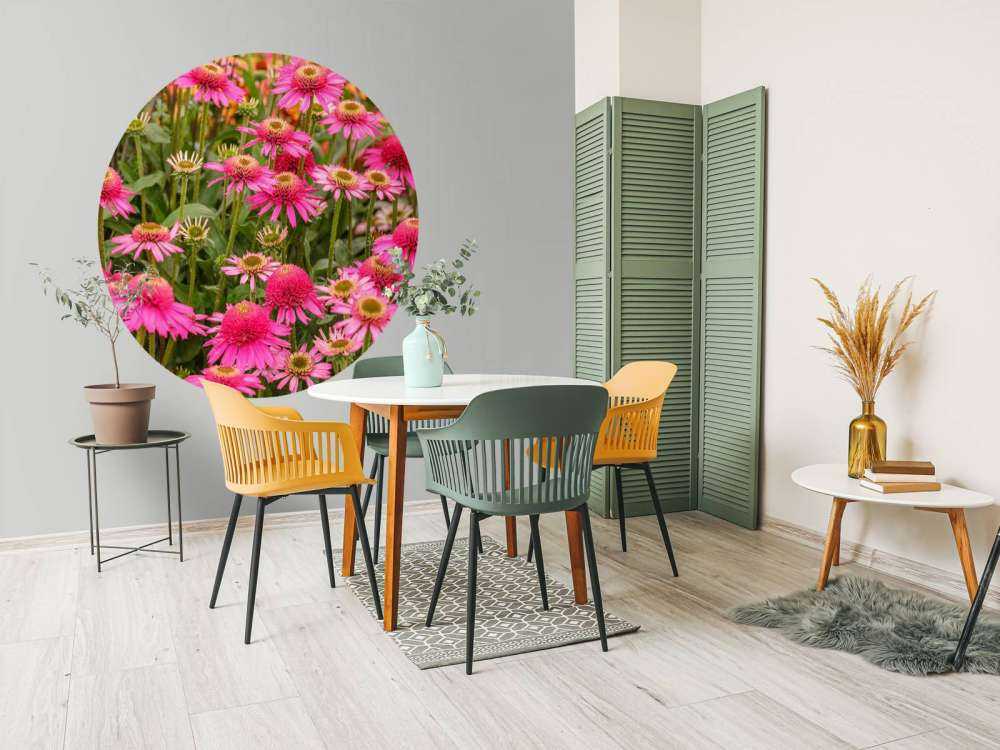 Coneflowers in garden