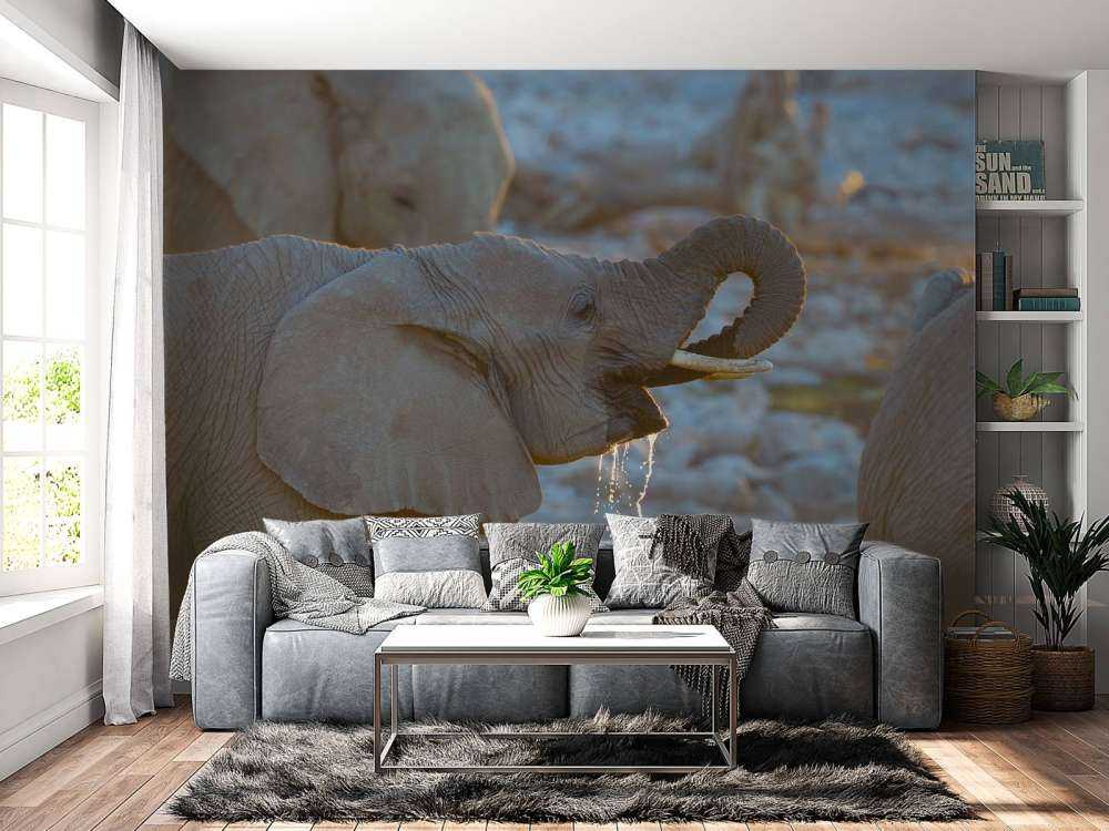 Olifanten drinken water