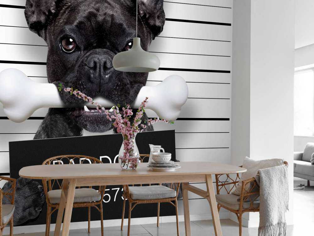 Franse Bulldog in de gevangenis