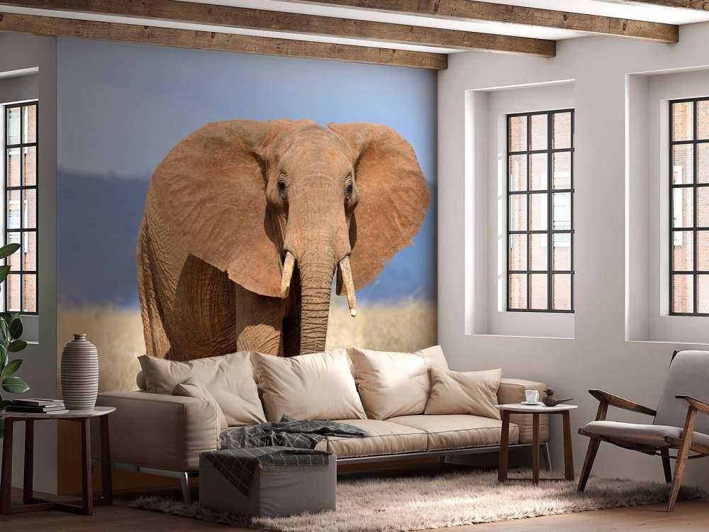 Grote olifant in hoog gras