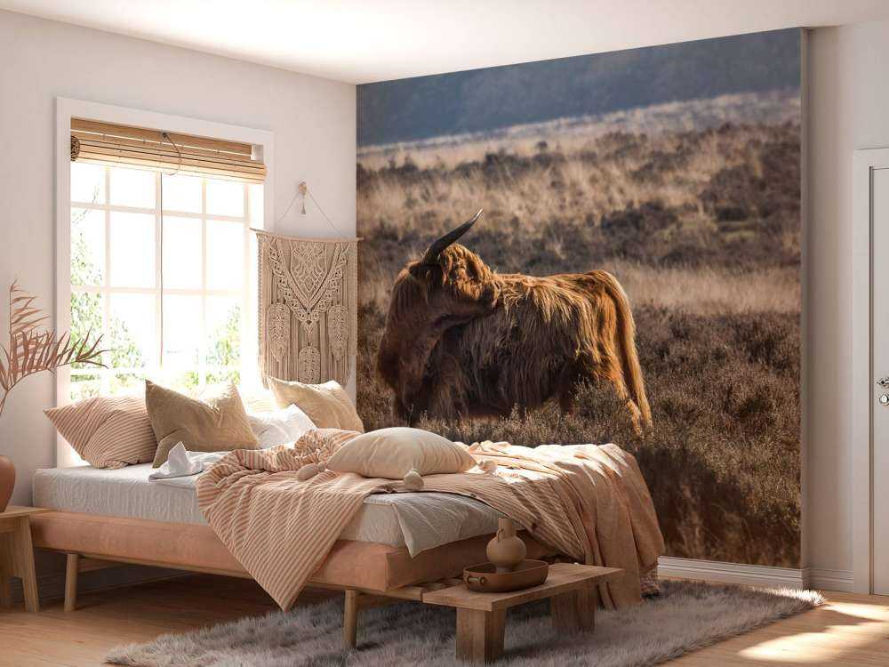 Schotse Hooglander in het wild