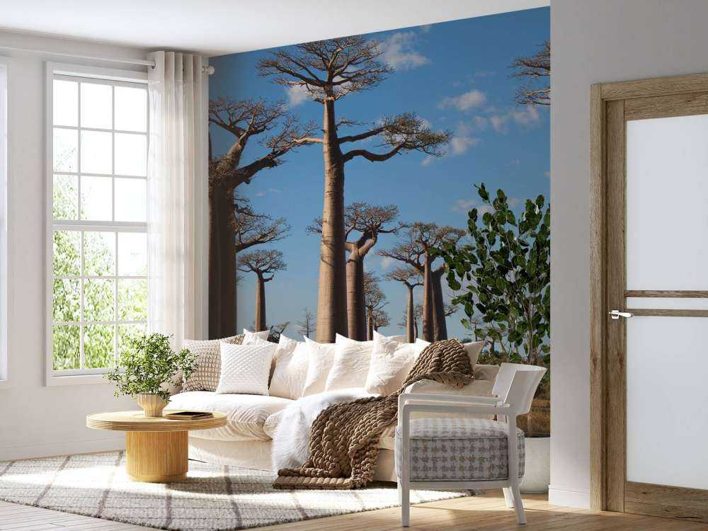 Baobab bomen