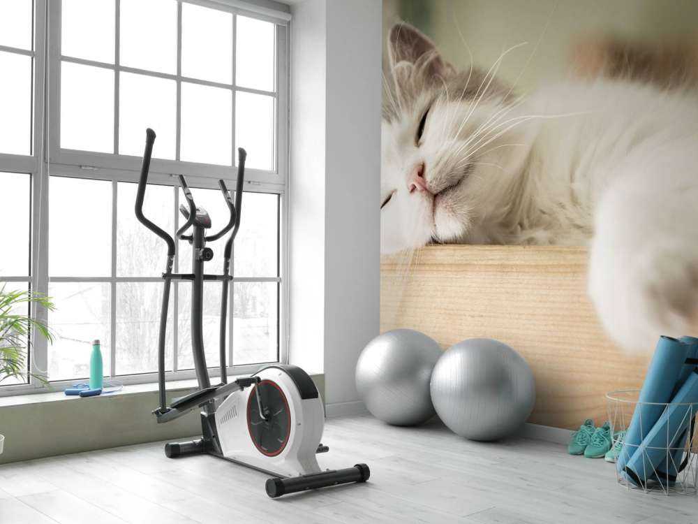 Close-up van een slapende kat