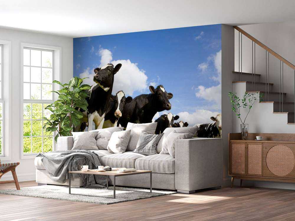 Holstein Koeien in de weide