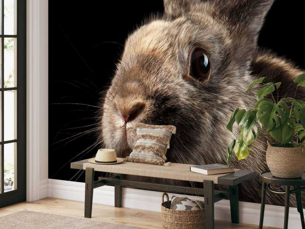 Konijn met een zwarte achtergrond