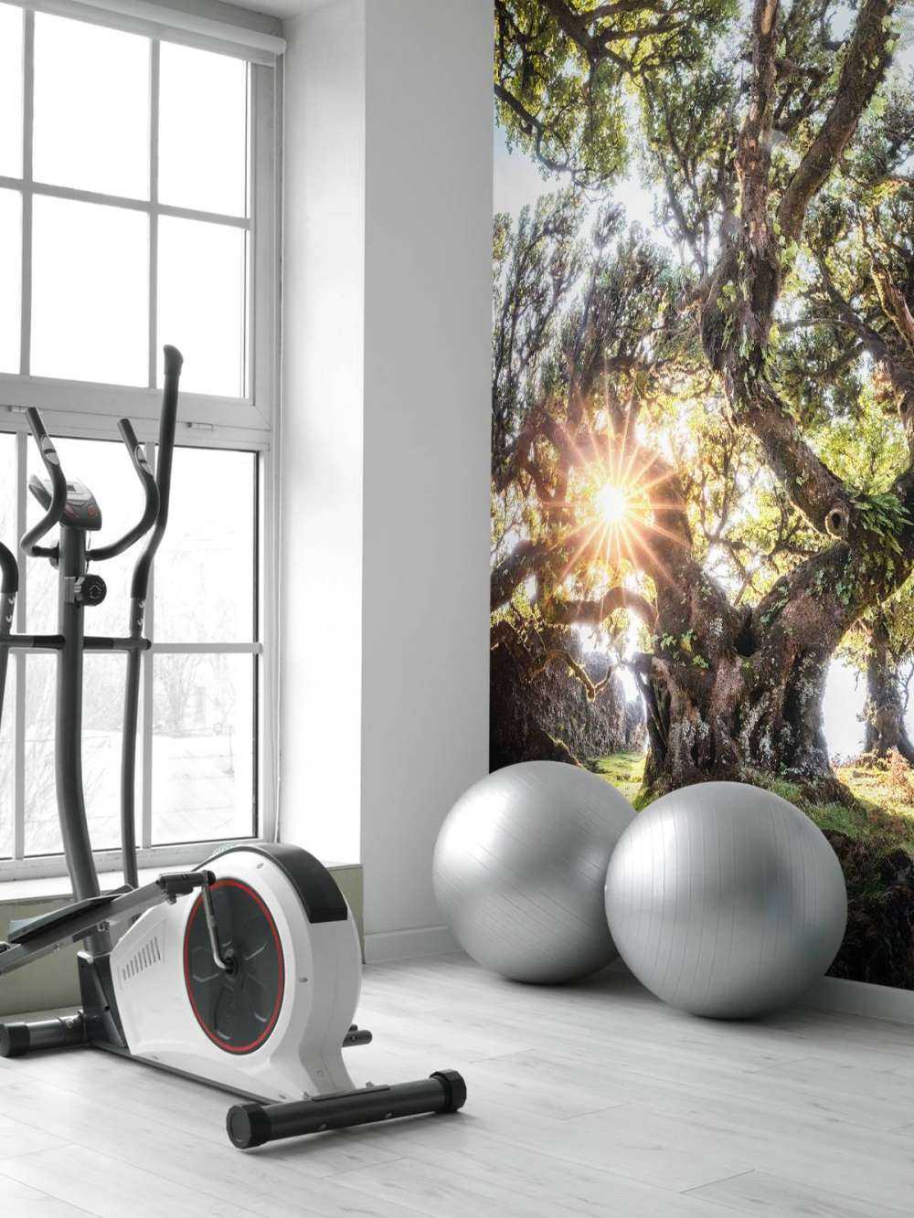 Zonlicht door oeroude boomkronen