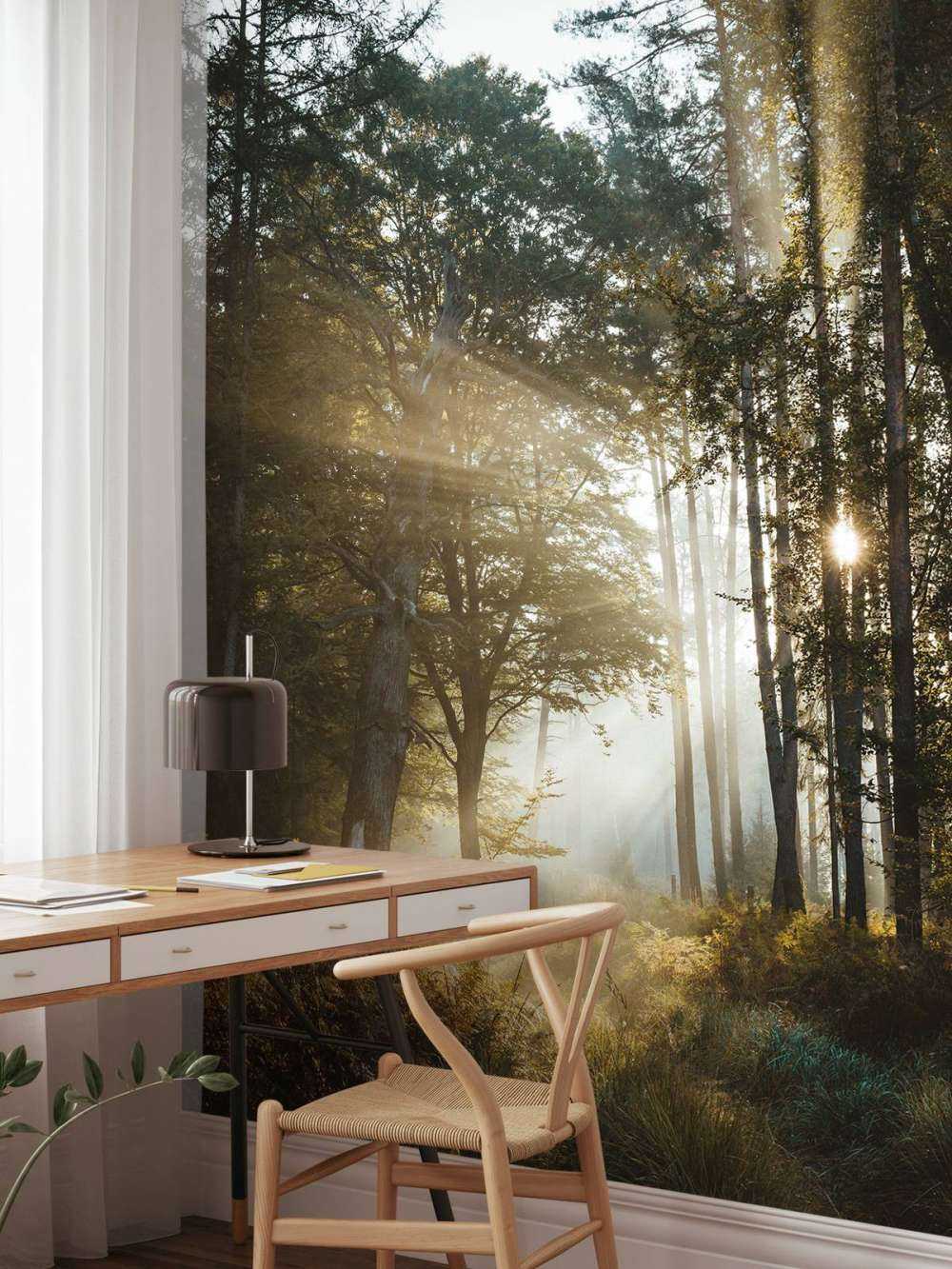 Stralend Ochtendlicht door het Bos