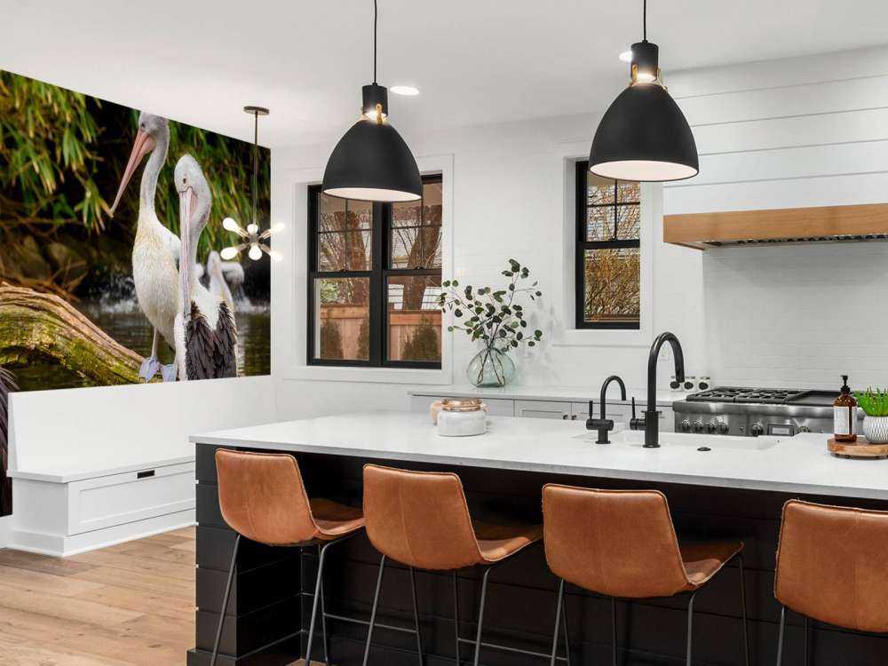 Australische pelikanen