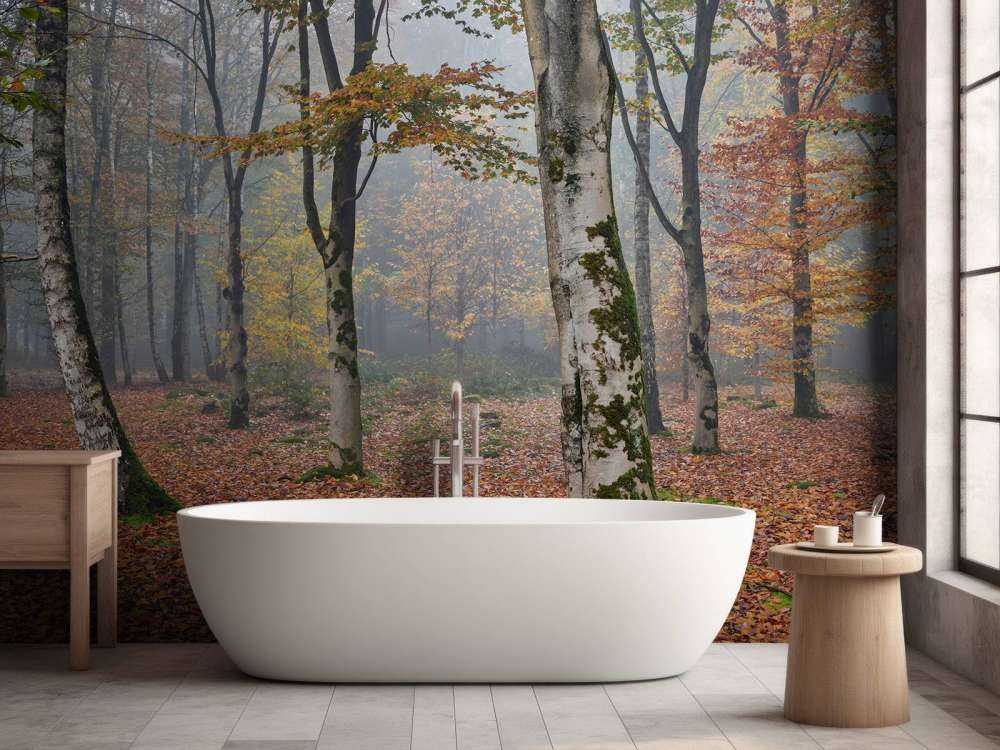 Berkenbos in de herfst