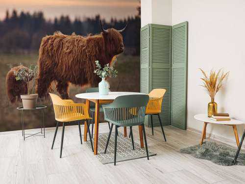 Schotse hooglanders in het weiland