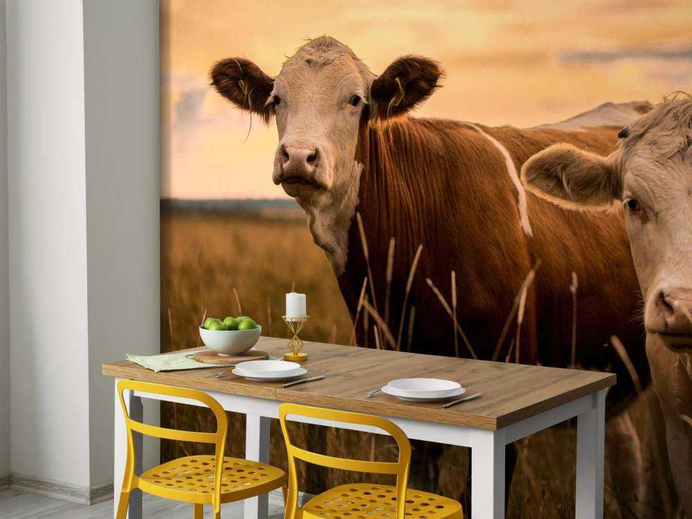 Koeien in de avondzon