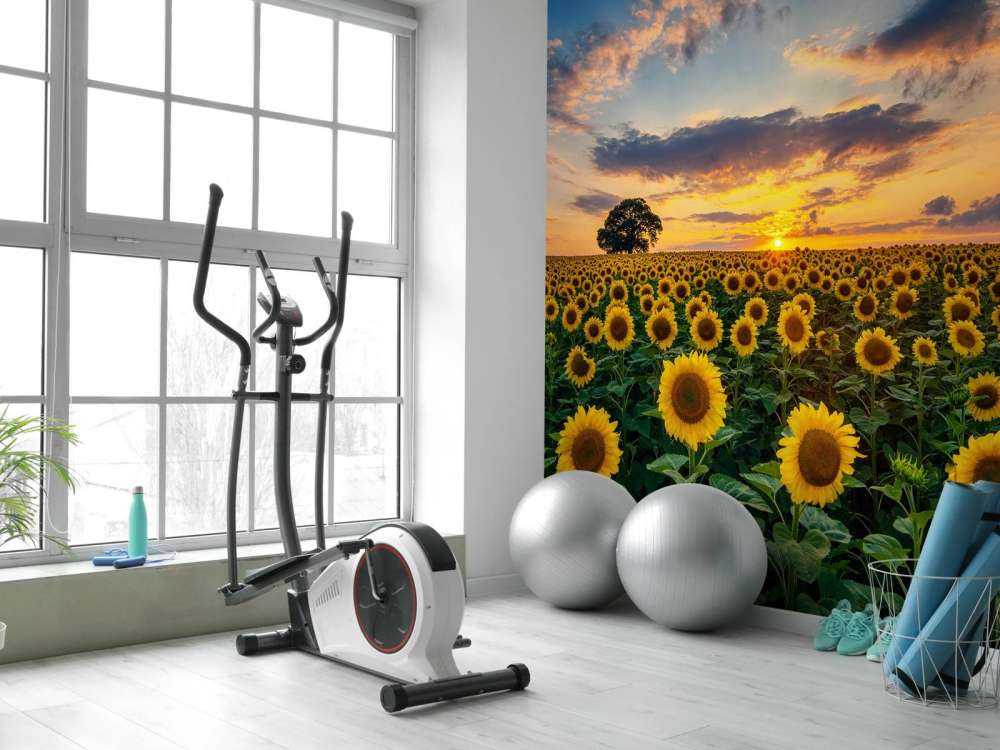 Veld vol zonnebloemen